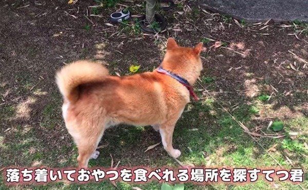 柴犬