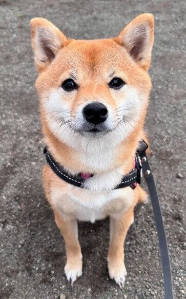 1才8カ月の柴犬