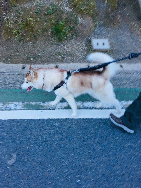 シベリアン・ハスキー