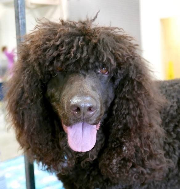 アイリッシュ ウォーター スパニエルの特徴 性格 最新価格と飼い方 いぬのきもち 犬図鑑 いぬのきもちweb Magazine