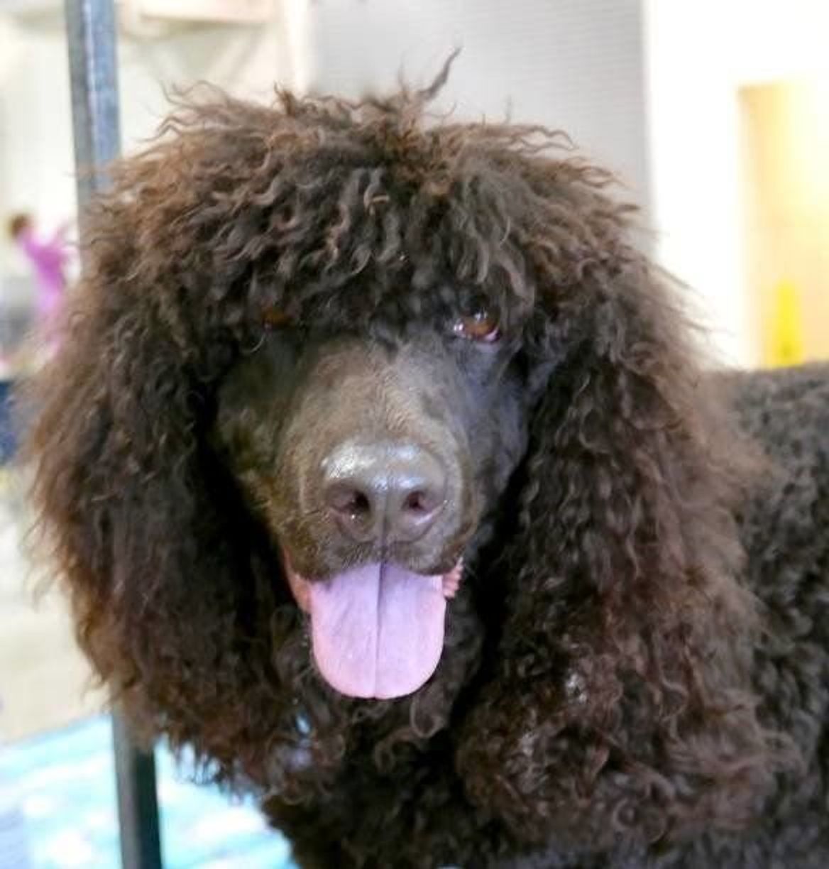 アイリッシュ ウォーター スパニエルの特徴 性格 最新価格と飼い方 いぬのきもち 犬図鑑 いぬのきもちweb Magazine アイリッシュ ウォーター スパニエルの特徴 性格 最新価格と飼い方 いぬのきもち 犬図鑑 いぬのきもちweb Magazine