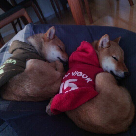 柴犬の育斗くんと快斗くん