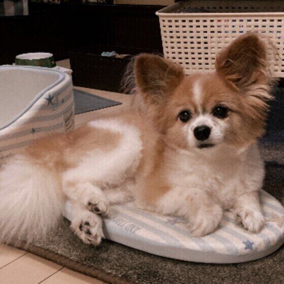 くつろぐパピヨン