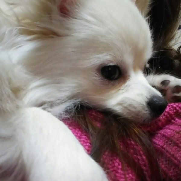 ピコリン Mix(雑種)小型犬