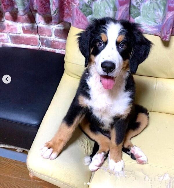 子犬時代のこうめちゃん