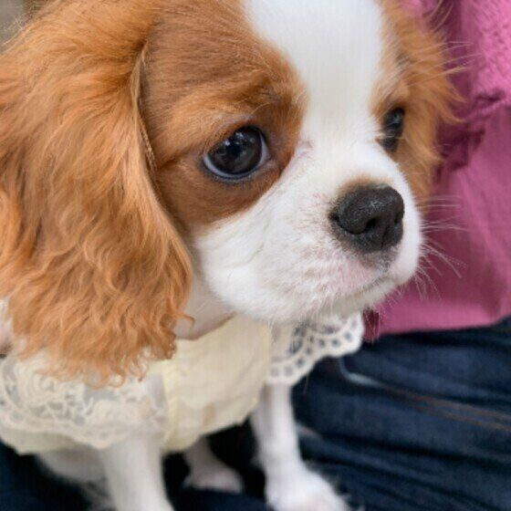 座るキャバリア・キング・チャールズ・スパニエル