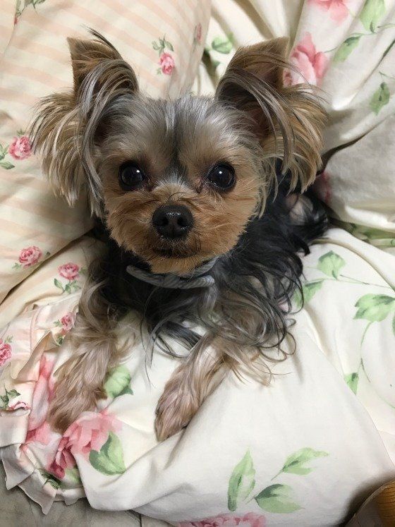 見つめてくるヨークシャー・テリア