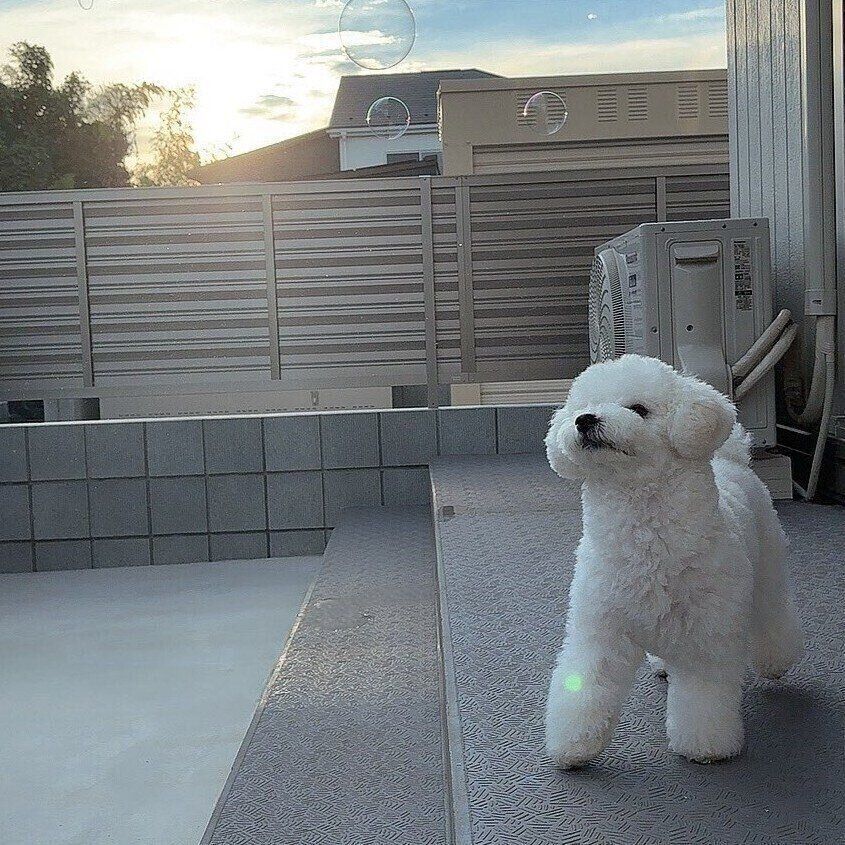 シャボン玉に興味津津といった様子のアポちゃん