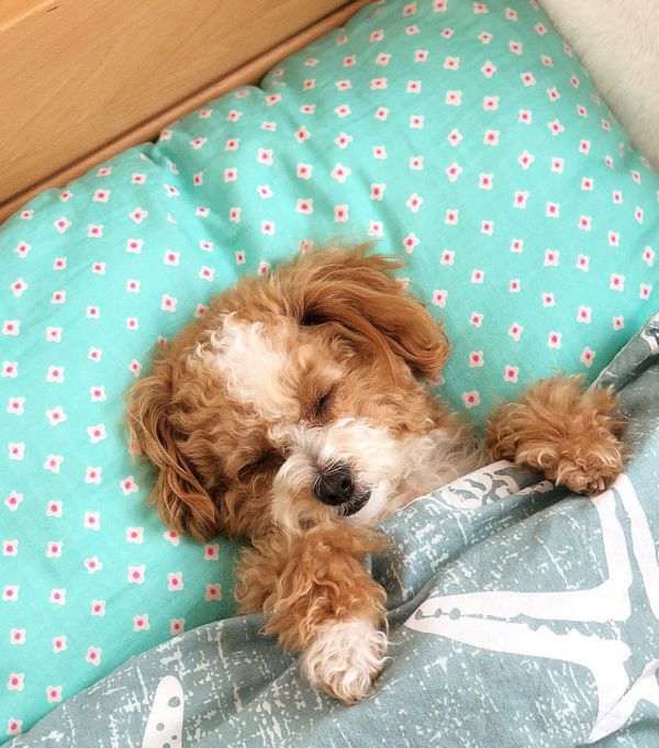 ベッドでぐっすり寝る犬