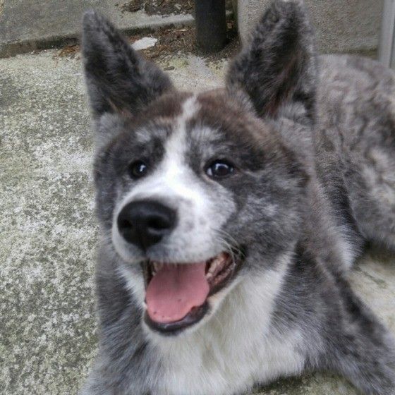 秋田犬のふくちゃん