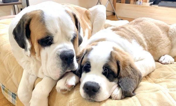 寄り添うデイジーちゃんとドーンちゃん