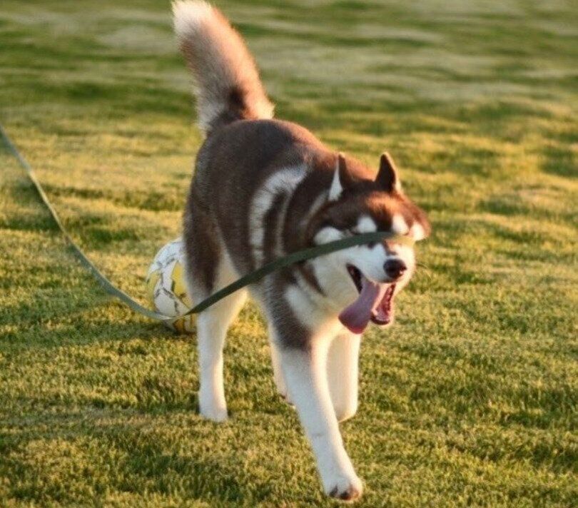 リードで目が隠れてしまうくーちゃん