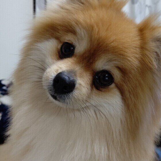 ポメラニアンのサンくん