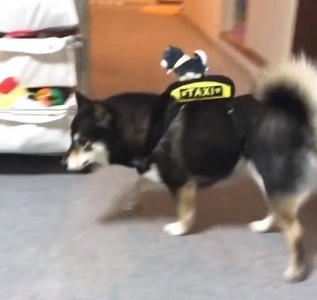 ぬいぐるみを運ぶ柴犬