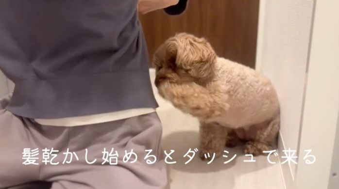 洗面所にダッシュでやってきたチャイちゃん