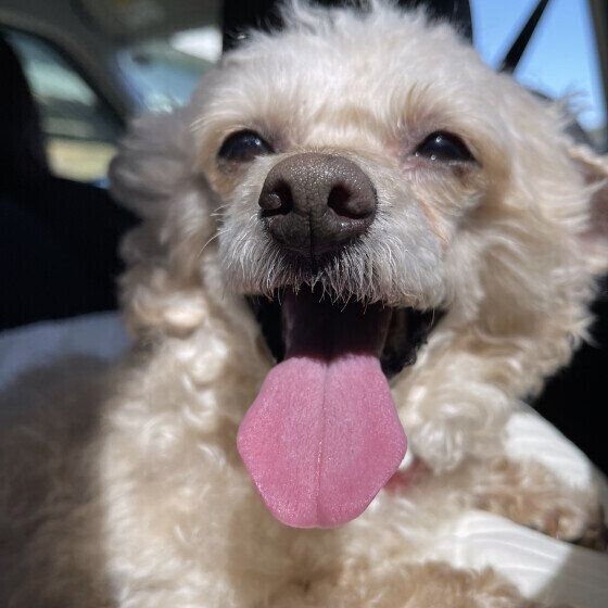 満面の笑みを見せるアリスちゃん