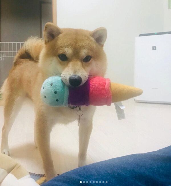 おもちゃをくわえるこたろうくん