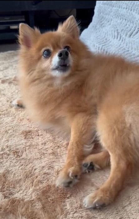 おねだりするこじろーくん