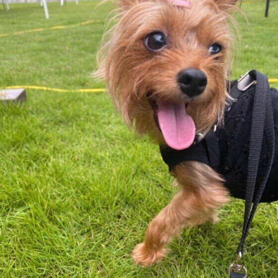 楽しそうなヨークシャー・テリア