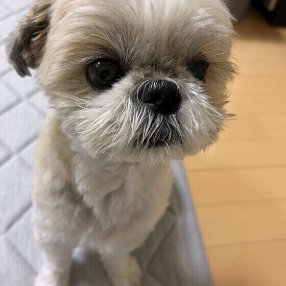 7才のお誕生日  シー・ズーのみゆちゃん