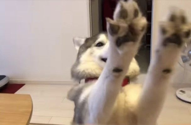 シベリアン・ハスキー