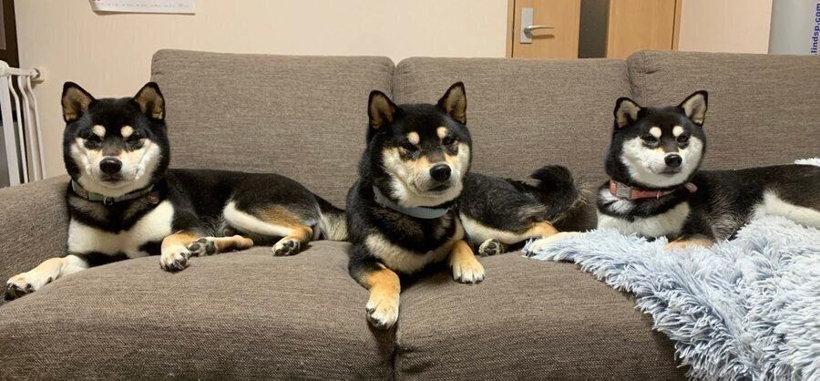 ソファに座るあゆちよくん（写真左）、そらちよくん（写真中央）、ももちよちゃん（写真右）