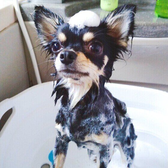 お風呂に入るチワワ