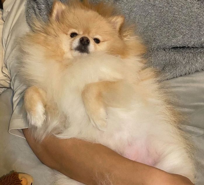 ヘソ天するぱっちゃん