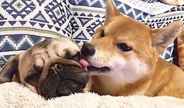 パグに急にデレデレしだす柴犬