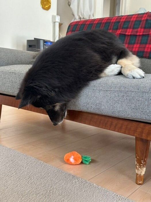 おもちゃを見つめるみかんちゃん