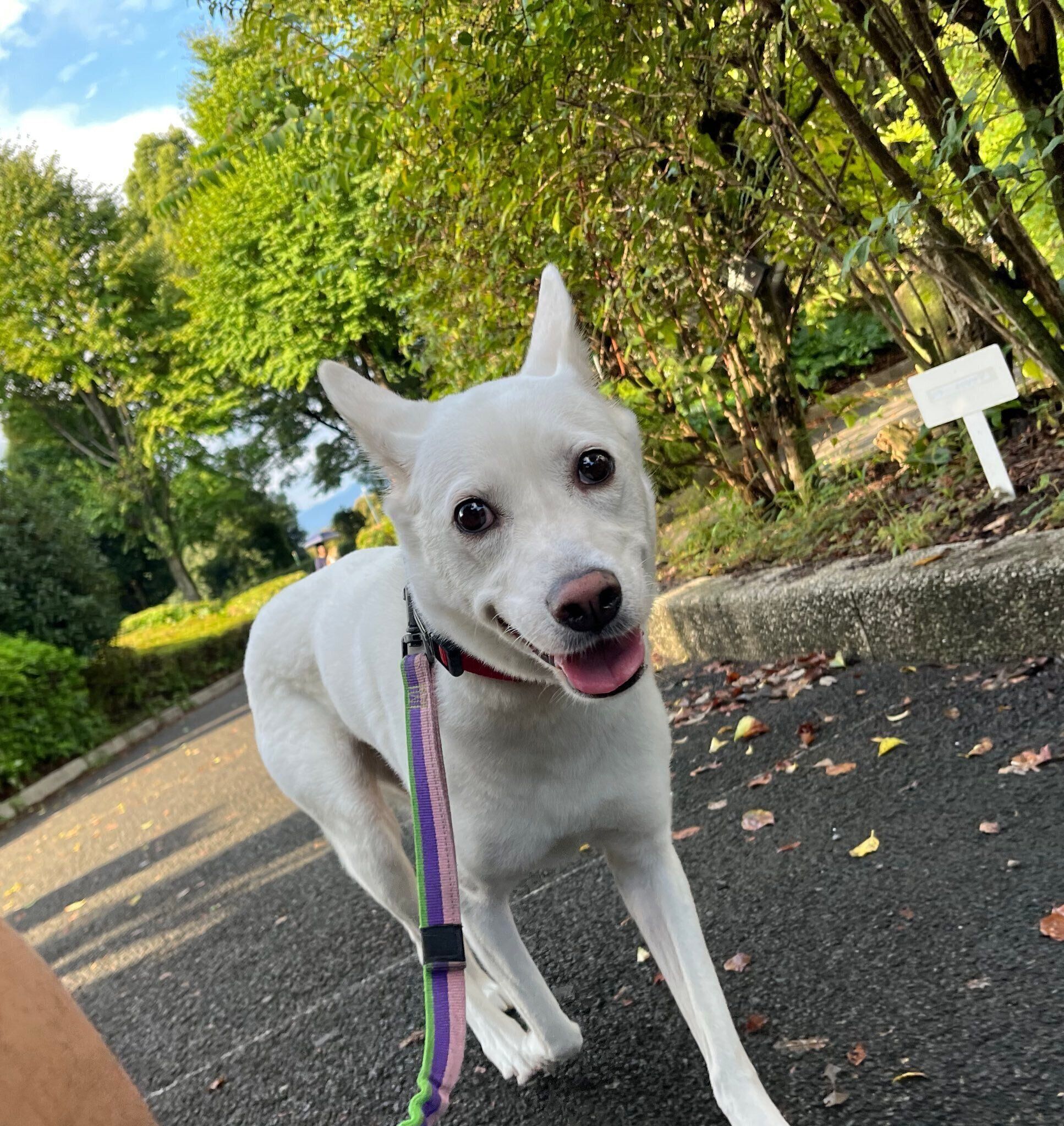 飼い主さんと走る犬