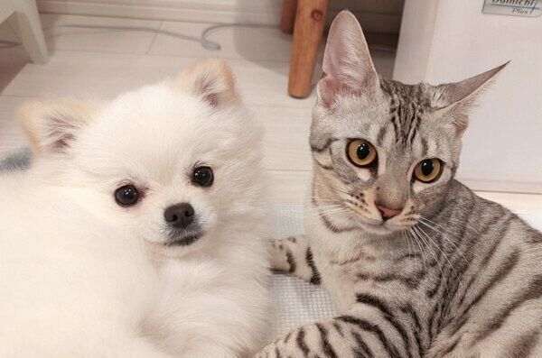 仲良しなこめたくんとうにちゃん