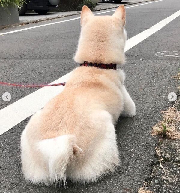 猫ちゃんを出待ちするココちゃん