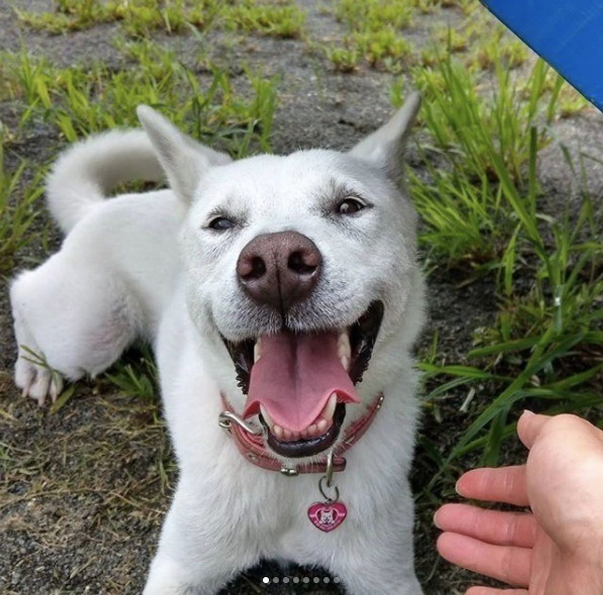 実は天然記念物 忠誠を誓った飼い主だけに見せる紀州犬の意外な一面 いぬのきもちweb Magazine 実は天然記念物 忠誠を誓った飼い主だけに見せる紀州犬の意外な一面 いぬのきもちweb Magazine