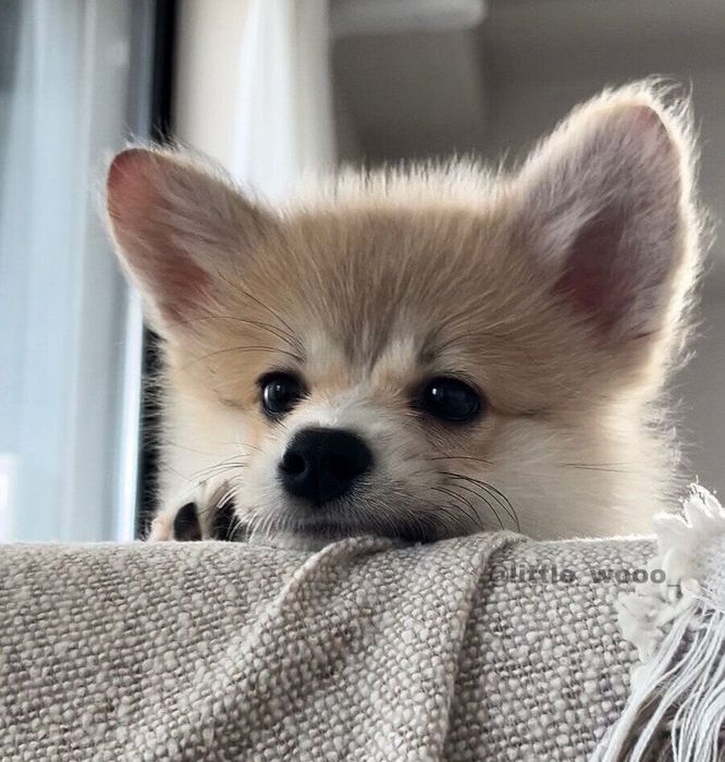 どこかを見つめるチャビくん