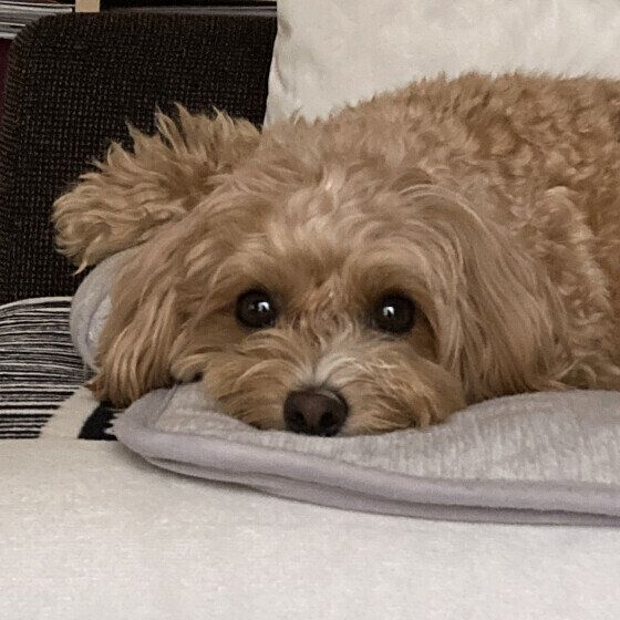 伏せるぽこくん