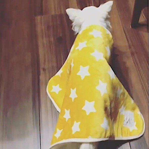ブランケットをかぶって歩くチワワ