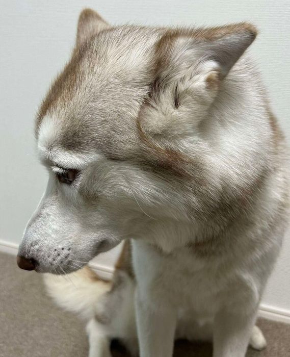 “反省顔”が可愛い雪風ちゃん