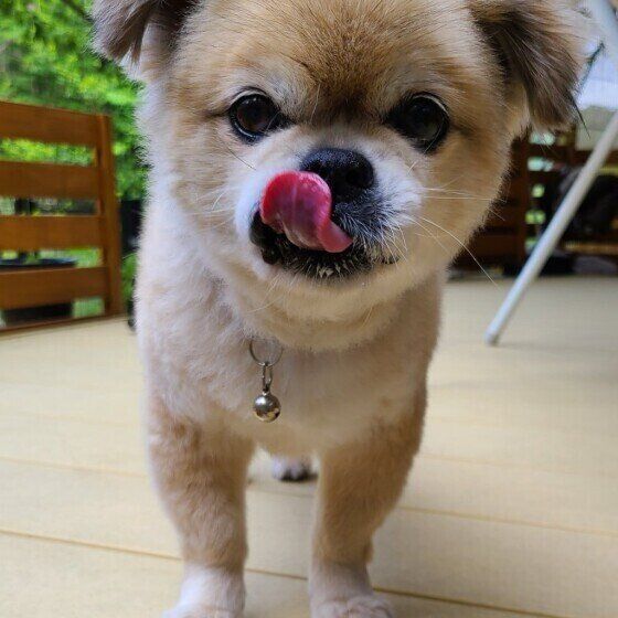 ぺろりと舌を出すポンくん