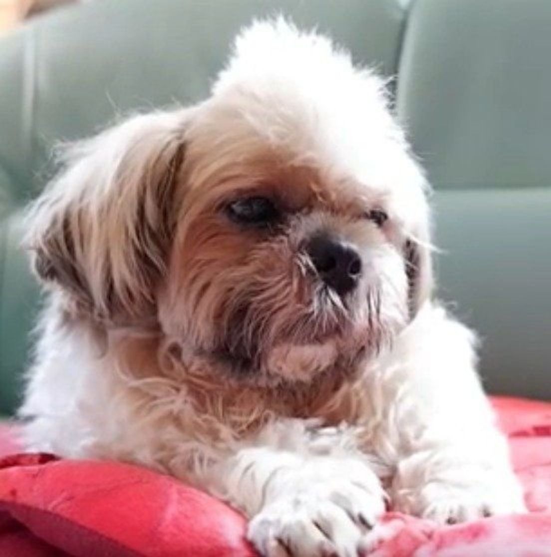 うとうとするおじいちゃんシーズー犬を寝かしつけたのは いぬのきもちweb Magazine うとうとするおじいちゃんシーズー犬を寝かしつけたのは いぬのきもちweb Magazine