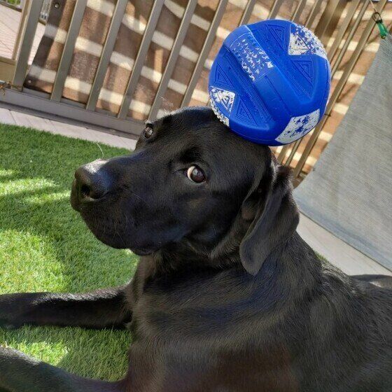 ボールを頭に乗せるラブラドール・レトリーバー