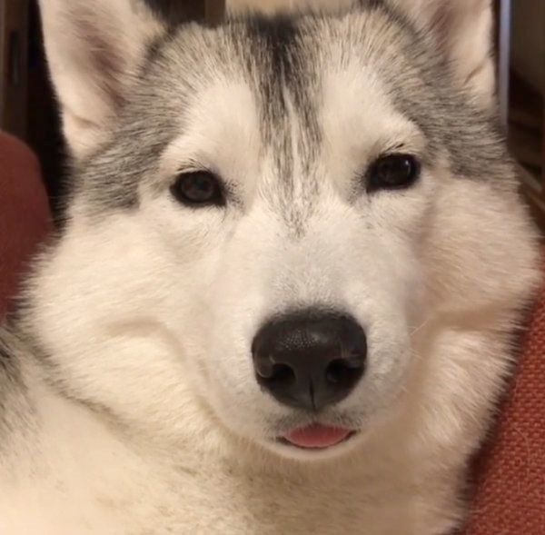 ウトウトするシベリアン・ハスキー