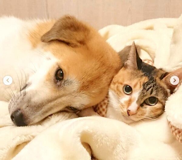 寄り添うコロちゃんとチコちゃん