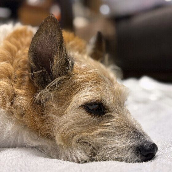 ジャック・ラッセル・テリア　保護犬