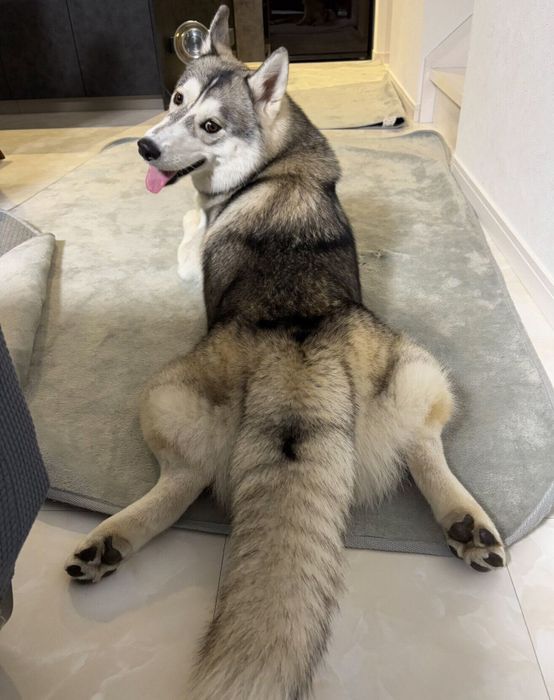 振り向くグレイくん