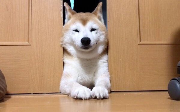 挟まるロペさん