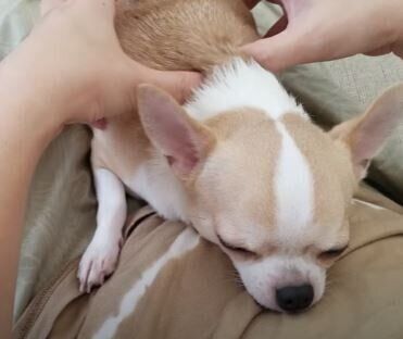 チワワ　ムギちゃん