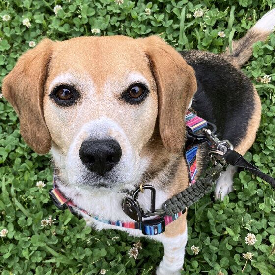 お散歩中のビーグルちゃん