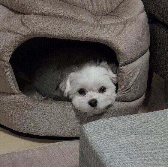 視線を送るMix犬