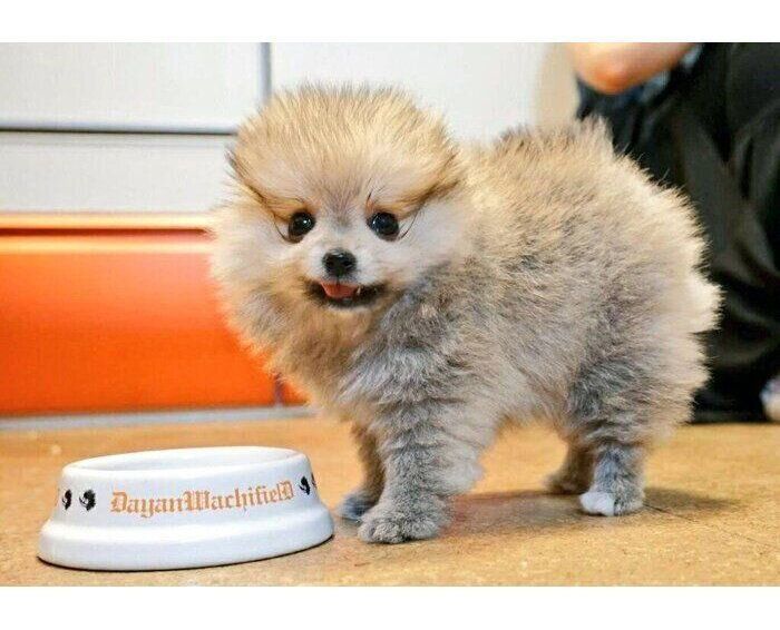 ごはんを食べる生後2カ月のこまちちゃん